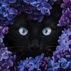 vnyx